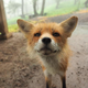 Image for article titled You Can Experience Fox Heaven in Japan